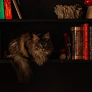 Karma is registered to the contest to win money with this photo: cat, bookshelf, book, cat_fur, mushroom_decoration, fluffy_cat, indoor, pet, animal, reading, cozy, dark, wood, shelf, literature, decor, feline, quiet, resting, curious