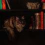 cat, bookshelf, book, cat_fur, mushroom_decoration, fluffy_cat, indoor, pet, animal, reading, cozy, dark, wood, shelf, literature, decor, feline, quiet, resting, curious