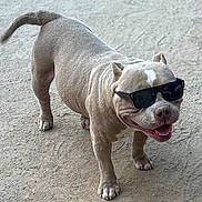 Hennessy joined the competition — help win amazing prizes! dog, sunglasses, pet, outdoor, happy, smiling, canine, animal, fur, short_hair, tail, four_legs, walking, cool, accessory, muzzle, ears, tongue, shadow, ground