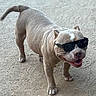 dog, sunglasses, pet, outdoor, happy, smiling, canine, animal, fur, short_hair, tail, four_legs, walking, cool, accessory, muzzle, ears, tongue, shadow, ground