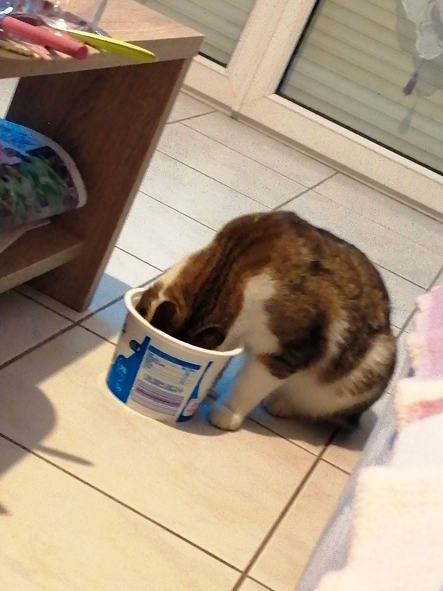 Coquin a rejoint le concours — aidez-le/la à gagner de superbes lots ! box, carnivore, cat, cat_supply, comfort, domestic_short_haired_cat, felidae, floor, flooring, fur, hardwood, household_supply, mammal, pet_supply, rabbit, shipping_box, small_to_medium_sized_cats, tail, whiskers, wood