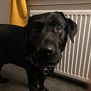 Zeus is registered to the contest to win money with this photo: dog, black_dog, indoor, carpet, collar, curtain, radiator, pet, animal, closeup, floor, domestic, canine, curious, mammal, fur, ears, snout, paw, background