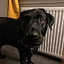 dog, black_dog, indoor, carpet, collar, curtain, radiator, pet, animal, closeup, floor, domestic, canine, curious, mammal, fur, ears, snout, paw, background
