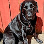 dog, black_dog, labrador, pet, outdoor, sunlight, fence, wooden_fence, sitting, calm, animal, collar, paw, shadow, daylight, portrait, canine, fur, nose, ears