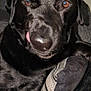 dog, black_dog, pet, close_up, tongue_out, couch, pillow, indoor, animal, mischievous_expression, fur, canine, companion, resting, cute, domestic_animal, face, ears, whiskers, snout