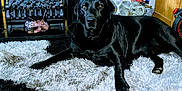 Zeus is registered to the contest to win money with this photo: black_labrador, dog, carpet, rug, fireplace, decorative_owl, elephant_statue, wooden_furniture, indoor, home, pet, animal, resting, cozy, living_room, black, white, patterned, floor, relaxed