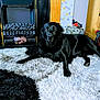 black_labrador, dog, carpet, rug, fireplace, decorative_owl, elephant_statue, wooden_furniture, indoor, home, pet, animal, resting, cozy, living_room, black, white, patterned, floor, relaxed