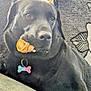 dog, black_dog, couch, chew_toy, collar, rawhide, indoor, pet, relaxed, close_up, furniture, cushion, window, natural_light, home_interior, animal, mammal, companion, domestic_animal, resting