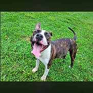 Wilson is registered to the contest to win money with this photo: dog, canine, brindle, tongue_out, happy, grass, outdoor, pet, smiling, animal, nature, playful, friendly, mammal, cute, standing, ears_up, tail_up, daylight, leisure