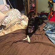 Sis is registered to the contest to win money with this photo: dog, black_dog, bed, blanket, pillow, comforter, collar, paw, ears_up, looking_at_camera, indoor, bedroom, clutter, cabinet, soda_bottles, alarm_clock, fabric, sheets, pet, relaxed