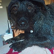 Bergamote a rejoint le concours — aidez-le/la à gagner de superbes lots ! animal, black_dog, brown_eyes, canine, close_up, collar, cozy, dog, floppy_ears, home, indoors, pet, portrait, scruffy_fur, sitting, smartphone_screenshot, stars, sweater, tag, wooden_beams