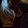 black_and_white, blanket, brown_eyes, close_up, couch, cozy, cute, dim_lighting, dog, fabric, floppy_ears, home, hoodie, indoors, long_hair, nose, pet, portrait, sitting, smartphone_photo