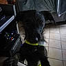 Bergamote a rejoint le concours — aidez-le/la à gagner de superbes lots ! alert, animal, black_dog, collar, curious, dog, electronics, furniture, home, indoors, living_room, looking_at_camera, neon_collar, pet, photograph, portrait, scruffy_fur, standing, television, tiled_floor