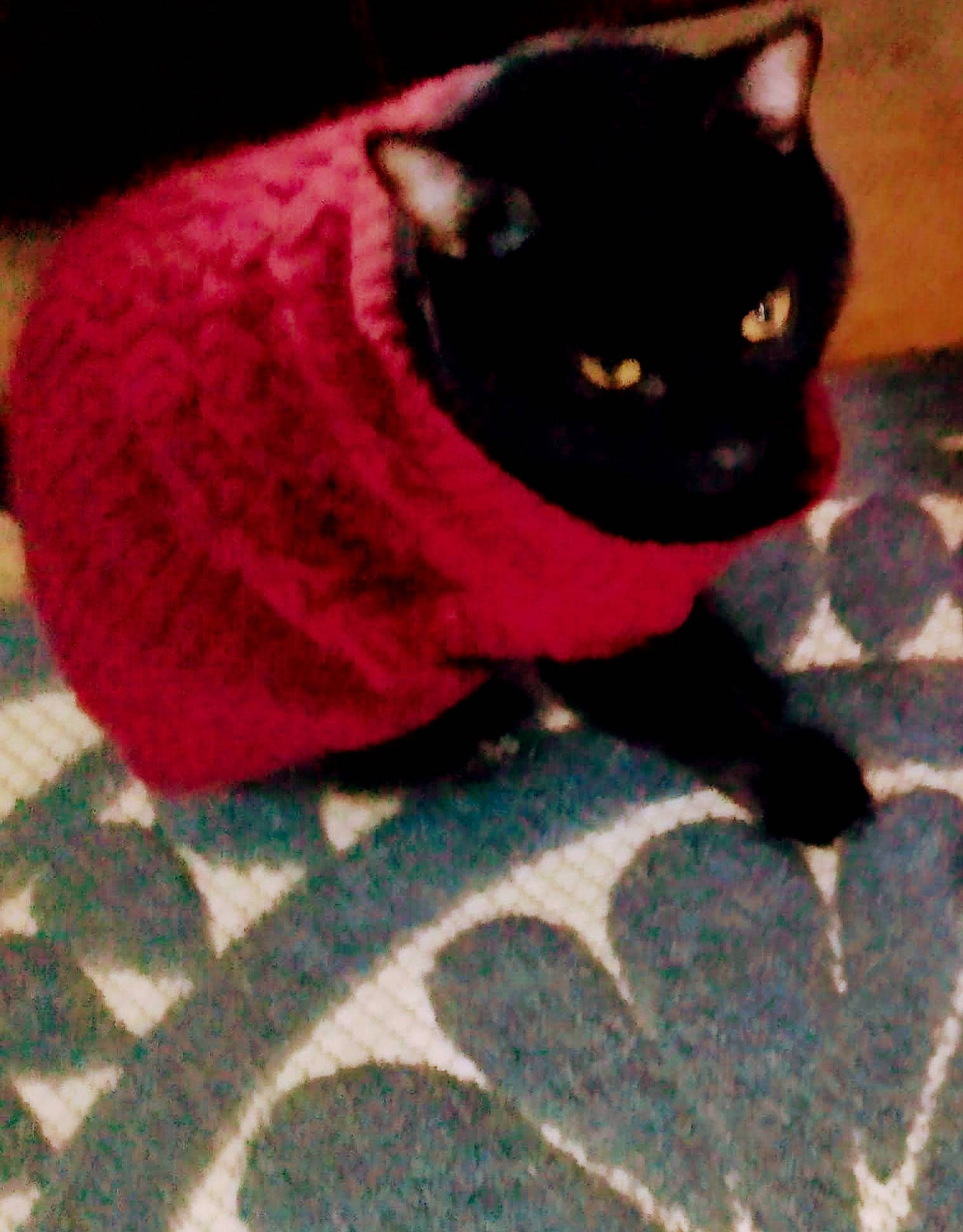 Ziggy joined the competition — help win amazing prizes! black_cat, bombay, carmine, carnivore, cat, costume_hat, domestic_short_haired_cat, felidae, flooring, fur, grey, hat, magenta, pattern, petal, plant, small_to_medium_sized_cats, tail, tints_and_shades, whiskers