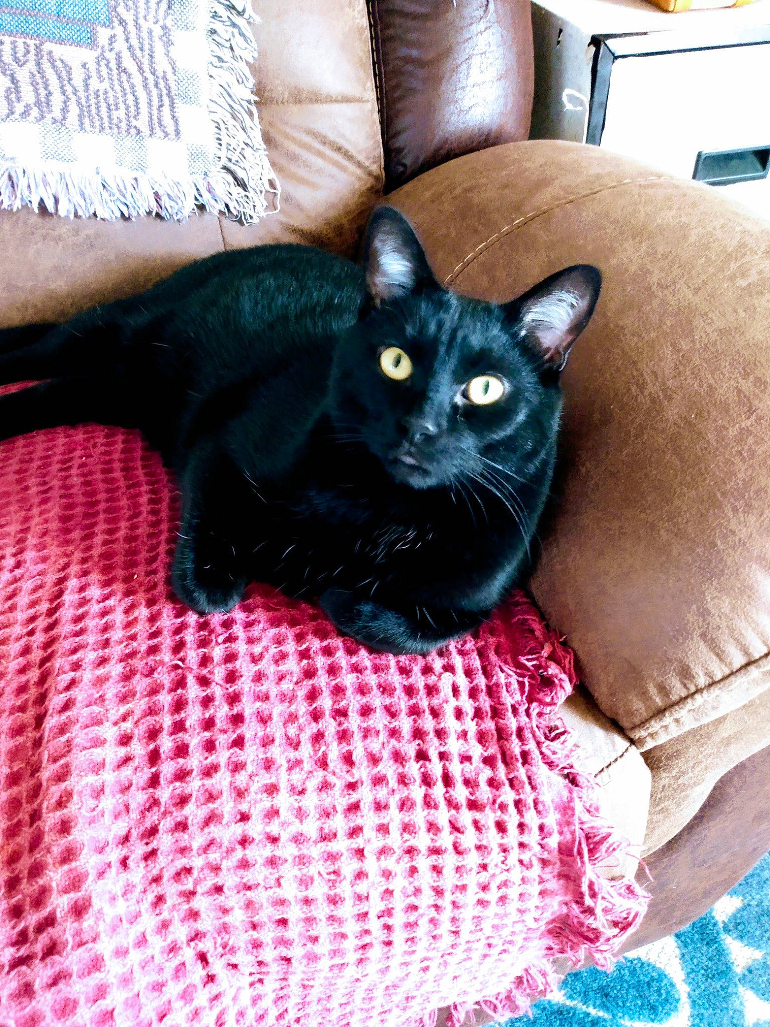 Ziggy joined the competition — help win amazing prizes! black_cat, bombay, carnivore, cat, cat_supply, comfort, domestic_short_haired_cat, felidae, flooring, fur, grey, linens, pattern, plaid, room, small_to_medium_sized_cats, snout, tail, whiskers, woven_fabric