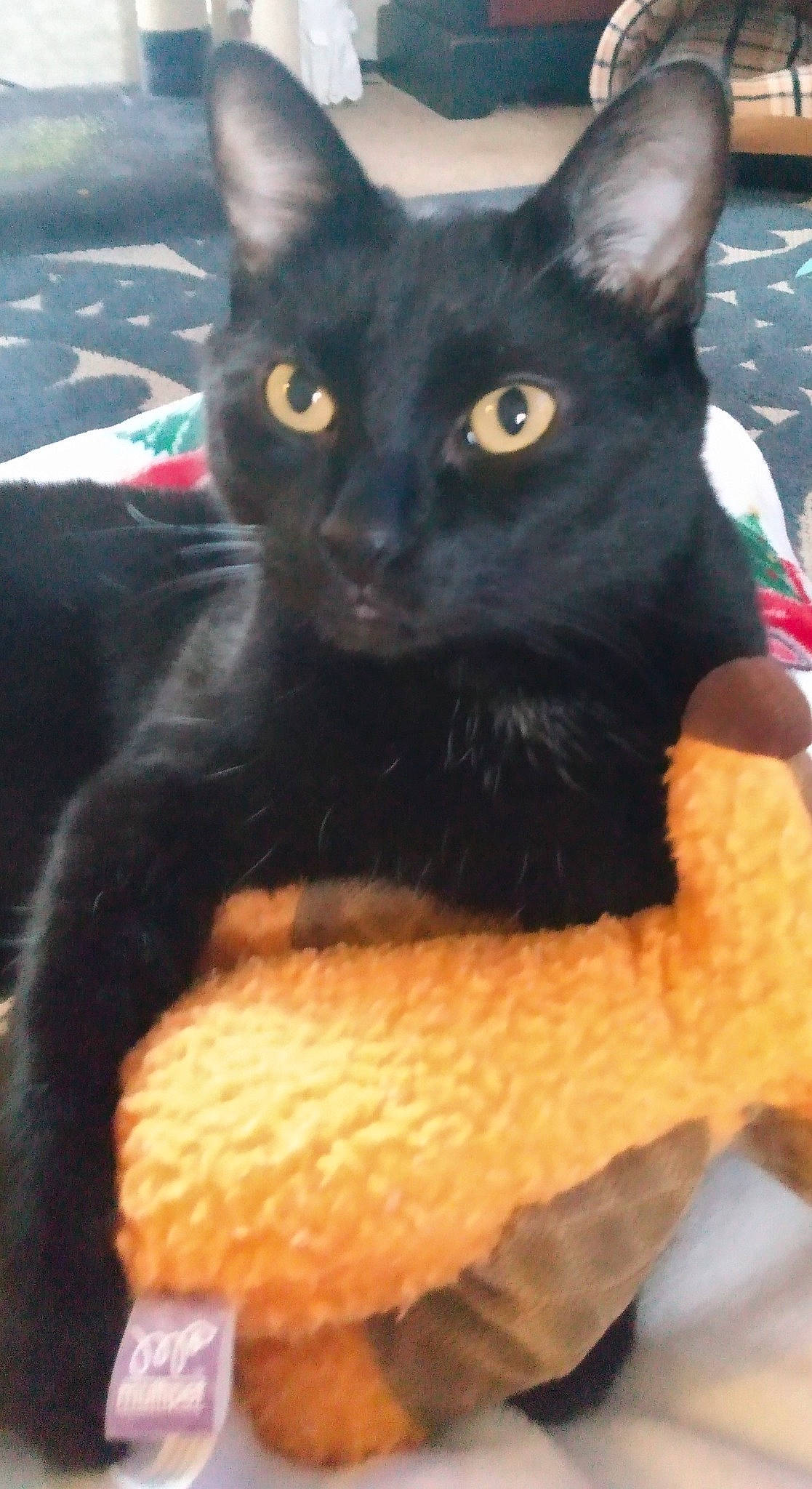 Ziggy is registered to the contest to win money with this photo: black_cat, bombay, carnivore, cat, cat_supply, claw, domestic_short_haired_cat, electric_blue, eye, felidae, fur, head, light, paw, pet_supply, small_to_medium_sized_cats, snout, tail, terrestrial_animal, whiskers