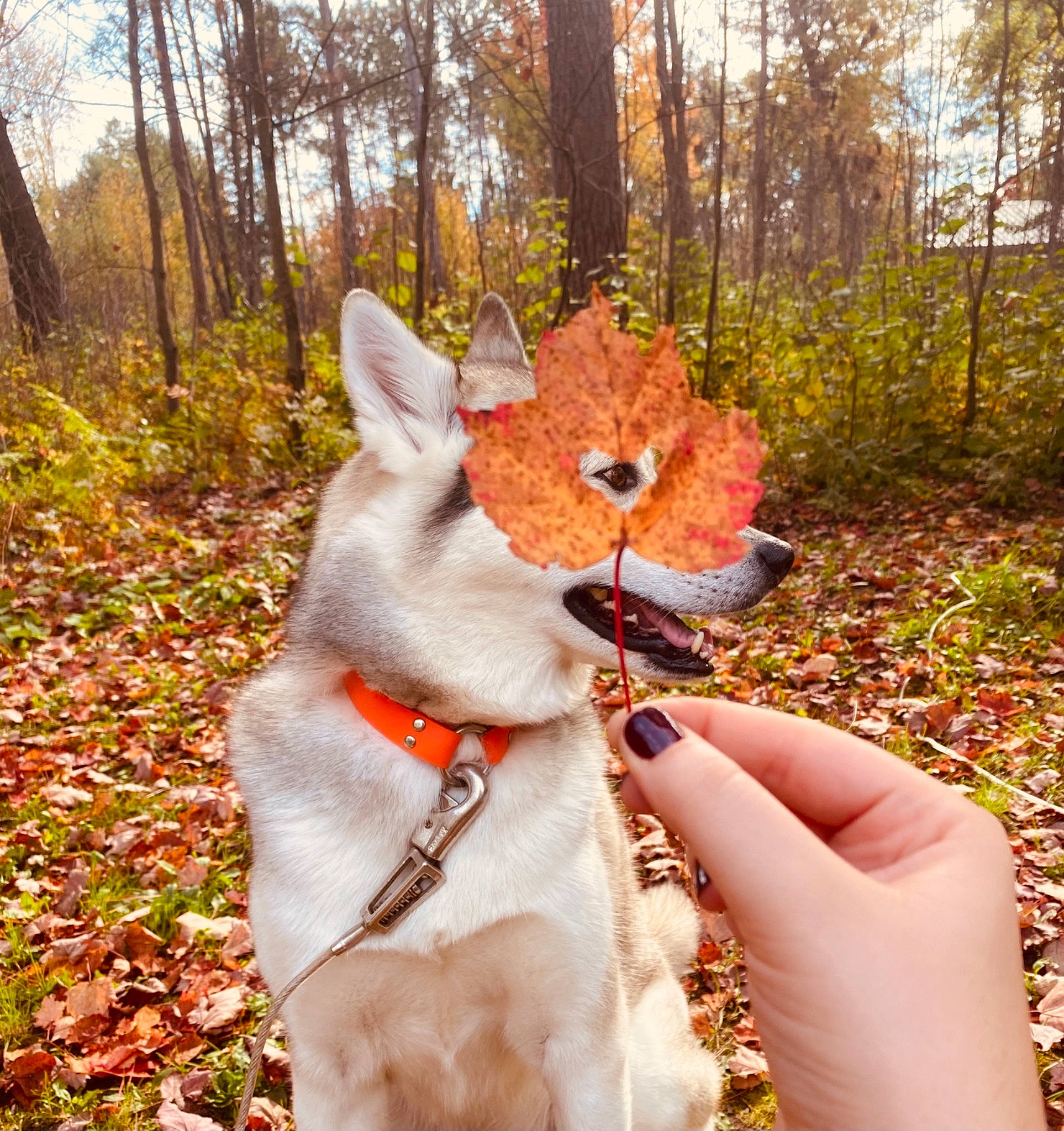 Oakley joined the competition — help win amazing prizes! carnivore, collar, companion_dog, deer, dog, dog_breed, fawn, felidae, grass, leaf, plant, small_to_medium_sized_cats, snout, sporting_group, stuffed_toy, tail, terrestrial_animal, tree, whiskers, wood