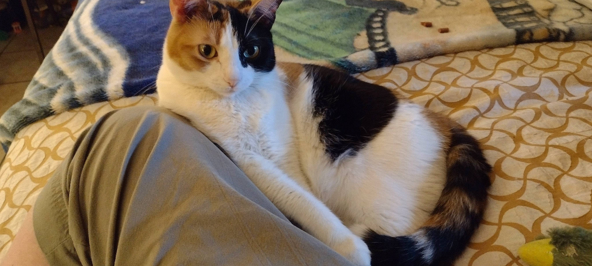 Alice is registered to the contest to win money with this photo: carnivore, cat, comfort, companion_dog, domestic_short_haired_cat, felidae, fur, human_leg, pattern, paw, small_to_medium_sized_cats, tail, tree, whiskers