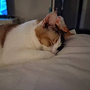 Alice joined the competition — help win amazing prizes! animal, calico, cat, closeup, comfort, cozy, cute, domestic_animal, feline, fur, home, indoor, nap, pet, quiet, relaxation, resting, sleeping, soft, whiskers