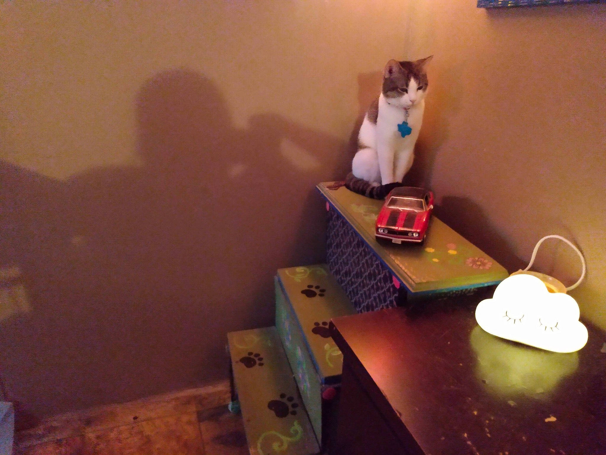 Missy joined the competition — help win amazing prizes! audio_equipment, box, cat, doll, electronic_device, event, felidae, flooring, fun, gadget, office_equipment, room, sitting, small_to_medium_sized_cats, stuffed_toy, table, tableware, toy, whiskers, wood