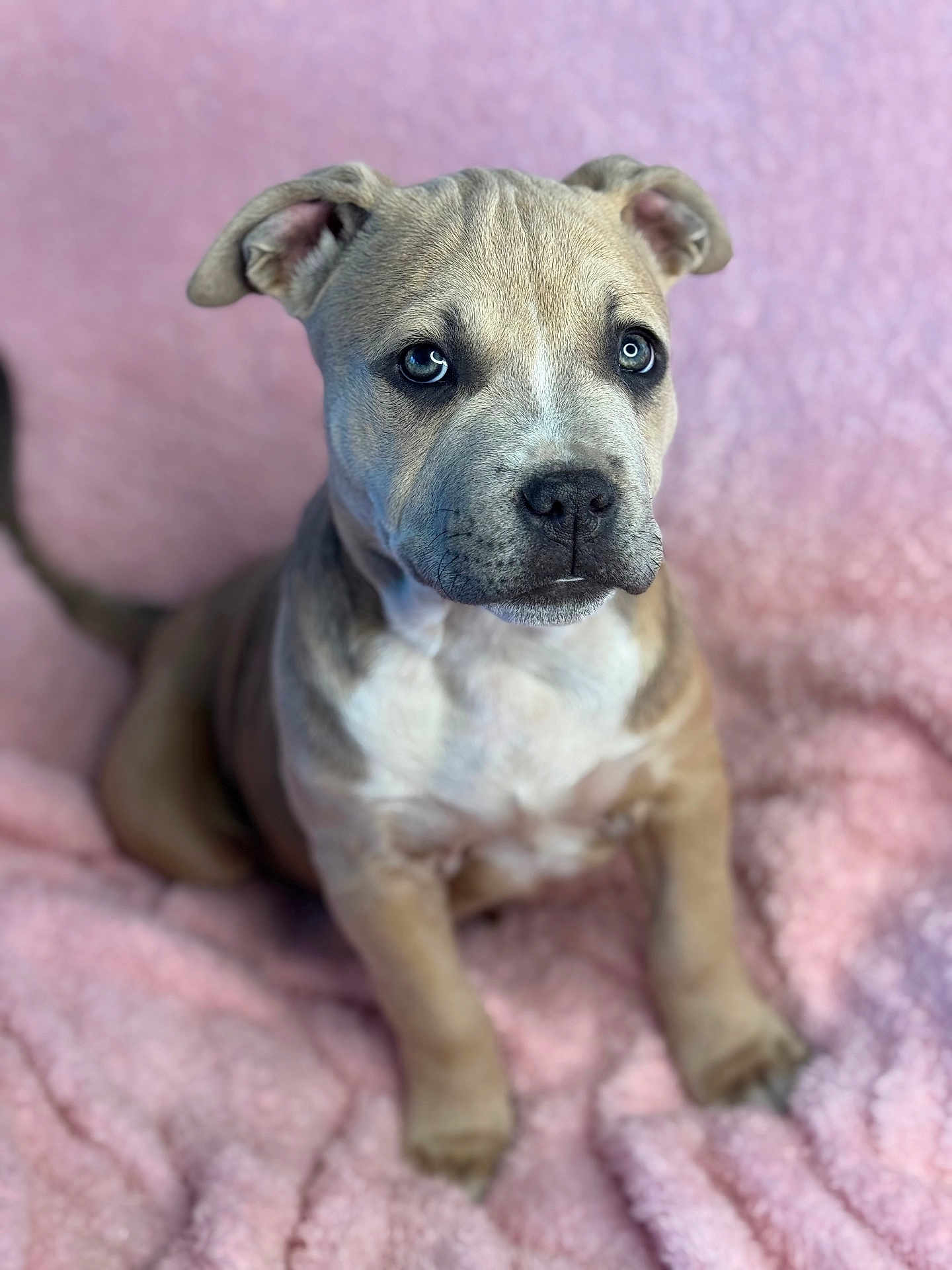 Georgia joined the competition — help win amazing prizes! dog, puppy, pet, animal, portrait, close_up, blanket, pink, fluffy, eyes, ears, nose, paws, sitting, looking_up, cute, adorable, fur, domestic_animal, bokeh