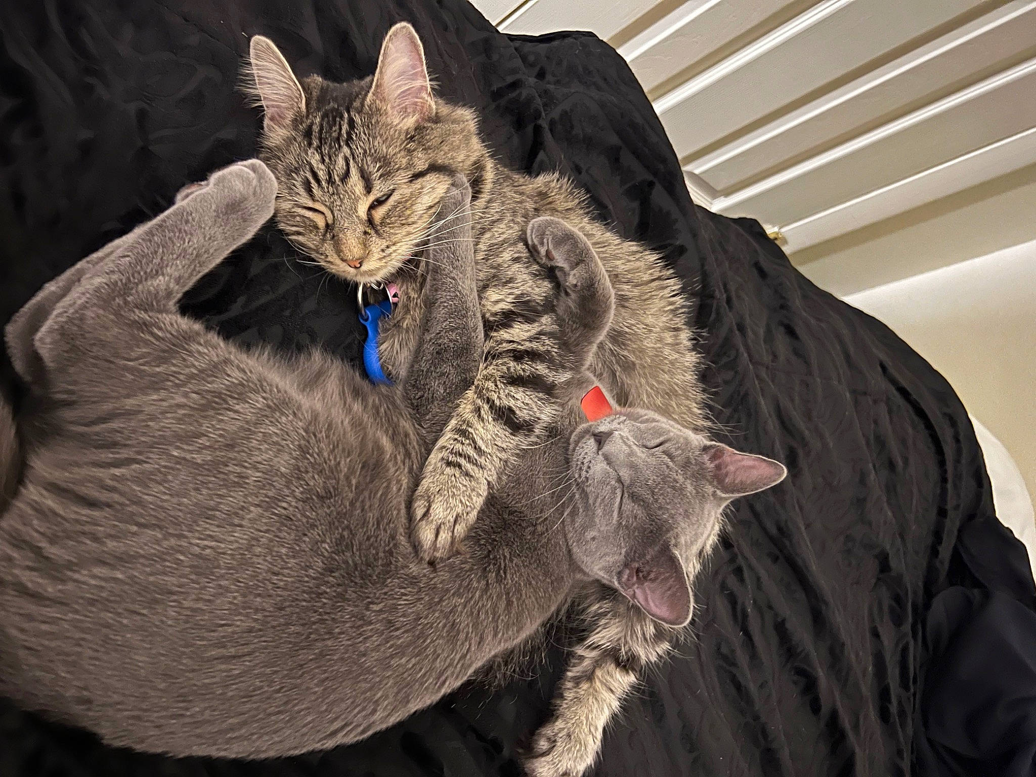 Avery is registered to the contest to win money with this photo: bobcat, carnivore, cat, cat_supply, claw, comfort, domestic_short_haired_cat, fang, felidae, fur, gesture, grey, organism, paw, small_to_medium_sized_cats, snout, tail, terrestrial_animal, whiskers, wildlife