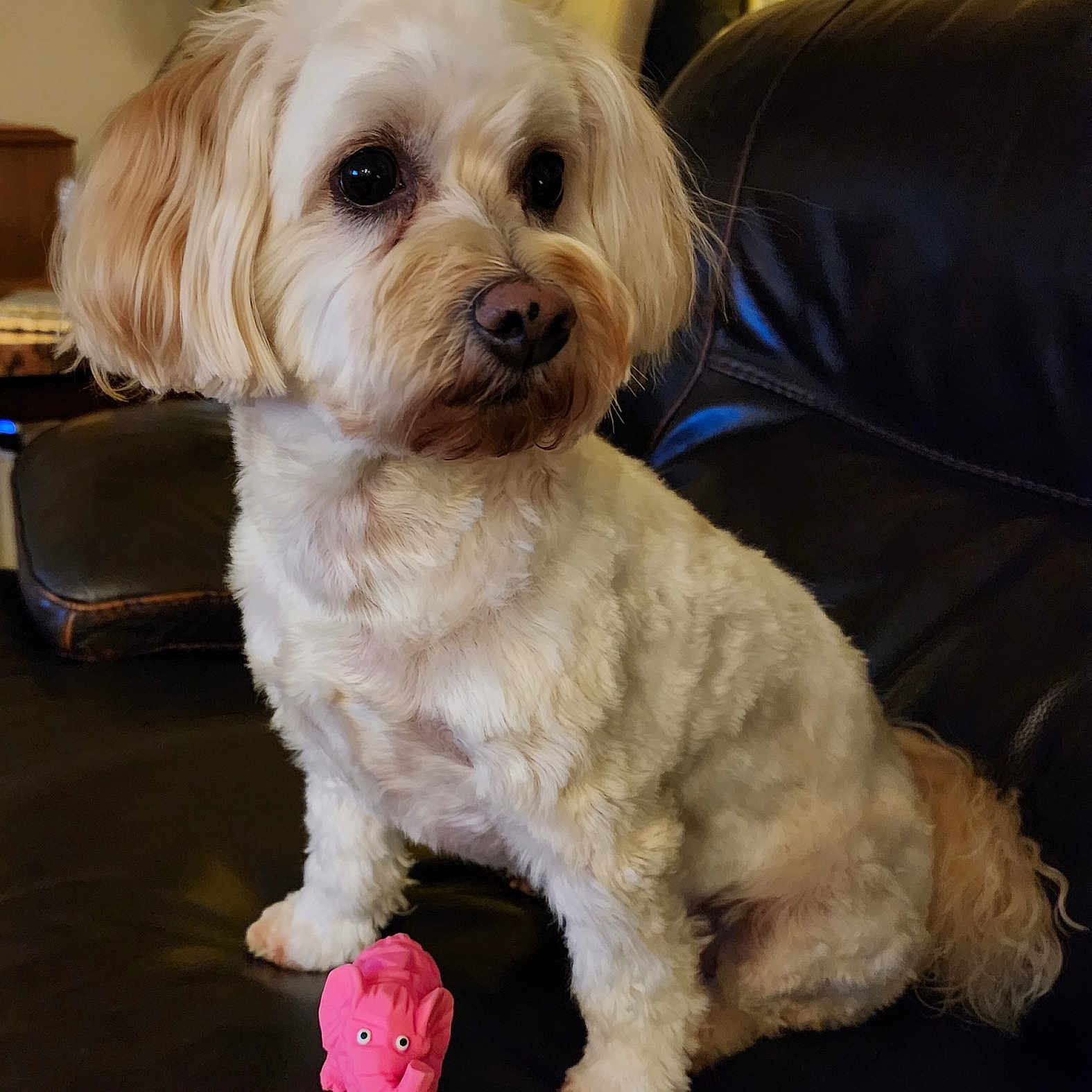Lily joined the competition — help win amazing prizes! animal, architecture, building, canine, chair, cockerspaniel, couch, cushion, dog, furniture, homedecor, indoors, livingroom, pet, poodle, puppy, room, terrier, toy, whitedog