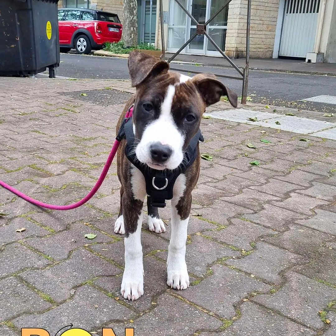 Uhna a rejoint le concours — aidez-le/la à gagner de superbes lots ! accessories, alley, animal, architecture, building, canine, city, dog, leash, neighborhood, outdoors, path, pet, road, shelter, sidewalk, strap, street, urban, walkway