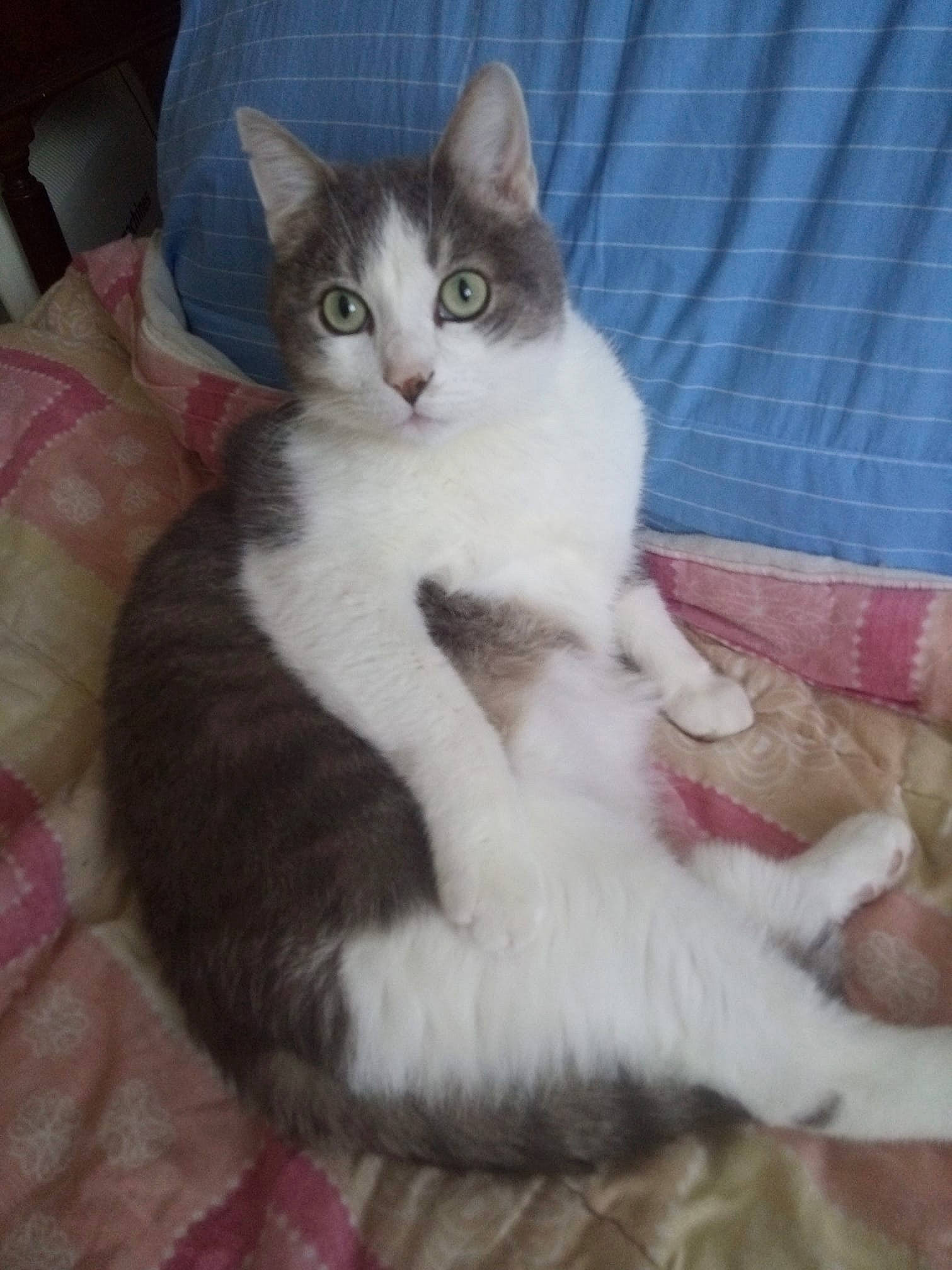 Granola participe au concours pour gagner de l'argent avec cette photo : aegean_cat, american_wirehair, carnivore, cat, cymric, domestic_long_haired_cat, domestic_short_haired_cat, felidae, javanese, kitten, mammal, norwegian_forest_cat, polydactyl_cat, ragamuffin, small_to_medium_sized_cats, tail, turkish_angora, turkish_van, vertebrate, whiskers