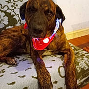 Pilou participe au concours pour gagner de l'argent avec cette photo : accessories, animal, armchair, boxer, bulldog, canine, chair, couch, cushion, dog, furniture, greatdane, homedecor, hound, labradorretriever, pet, pointer, puppy, strap, terrier