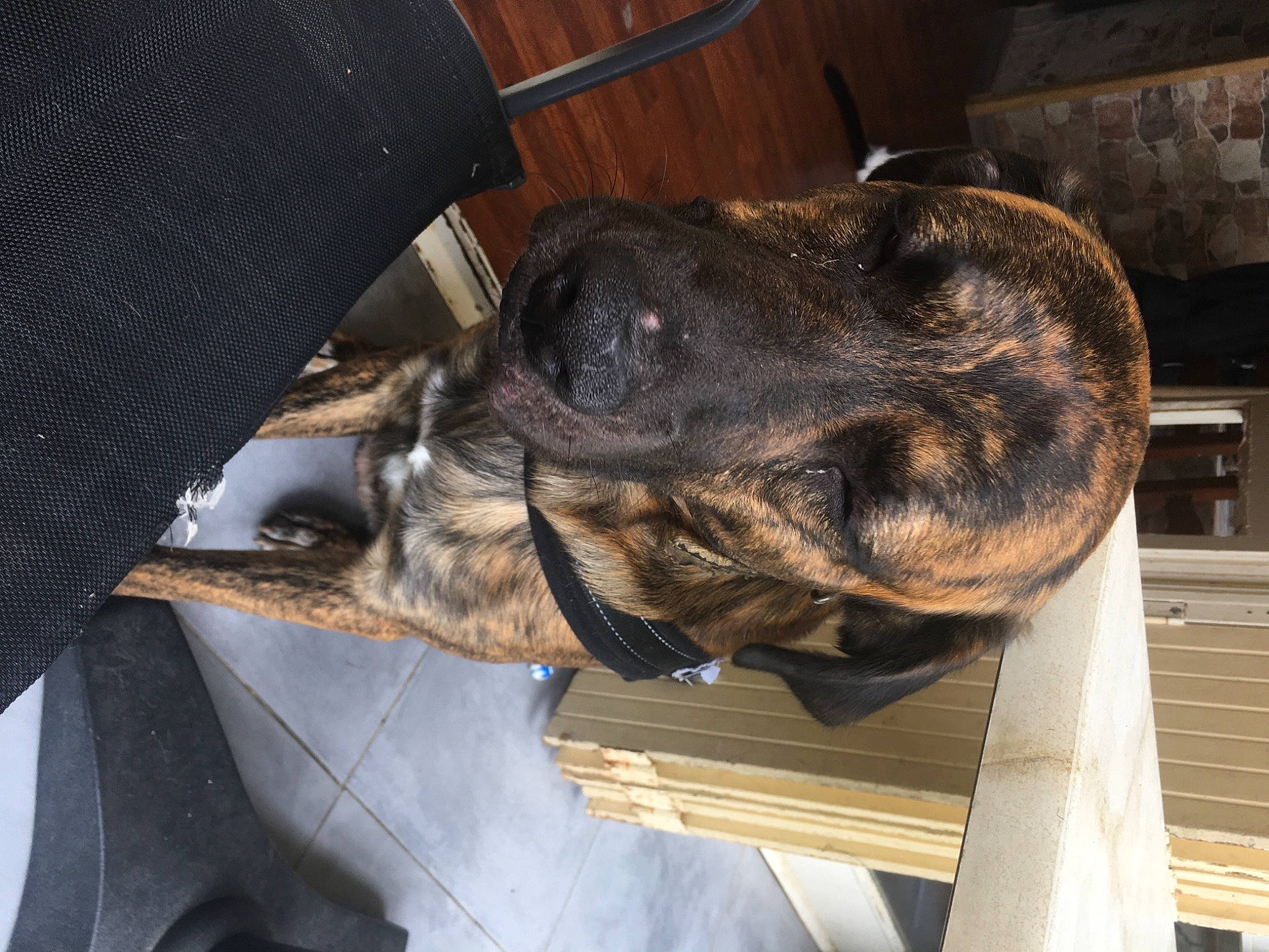 Pilou participe au concours pour gagner de l'argent avec cette photo : carnivore, comfort, dog, dog_breed, ear, fawn, fur, liver, mammal, snout, sporting_group, terrestrial_animal, vertebrate, wood, working_animal