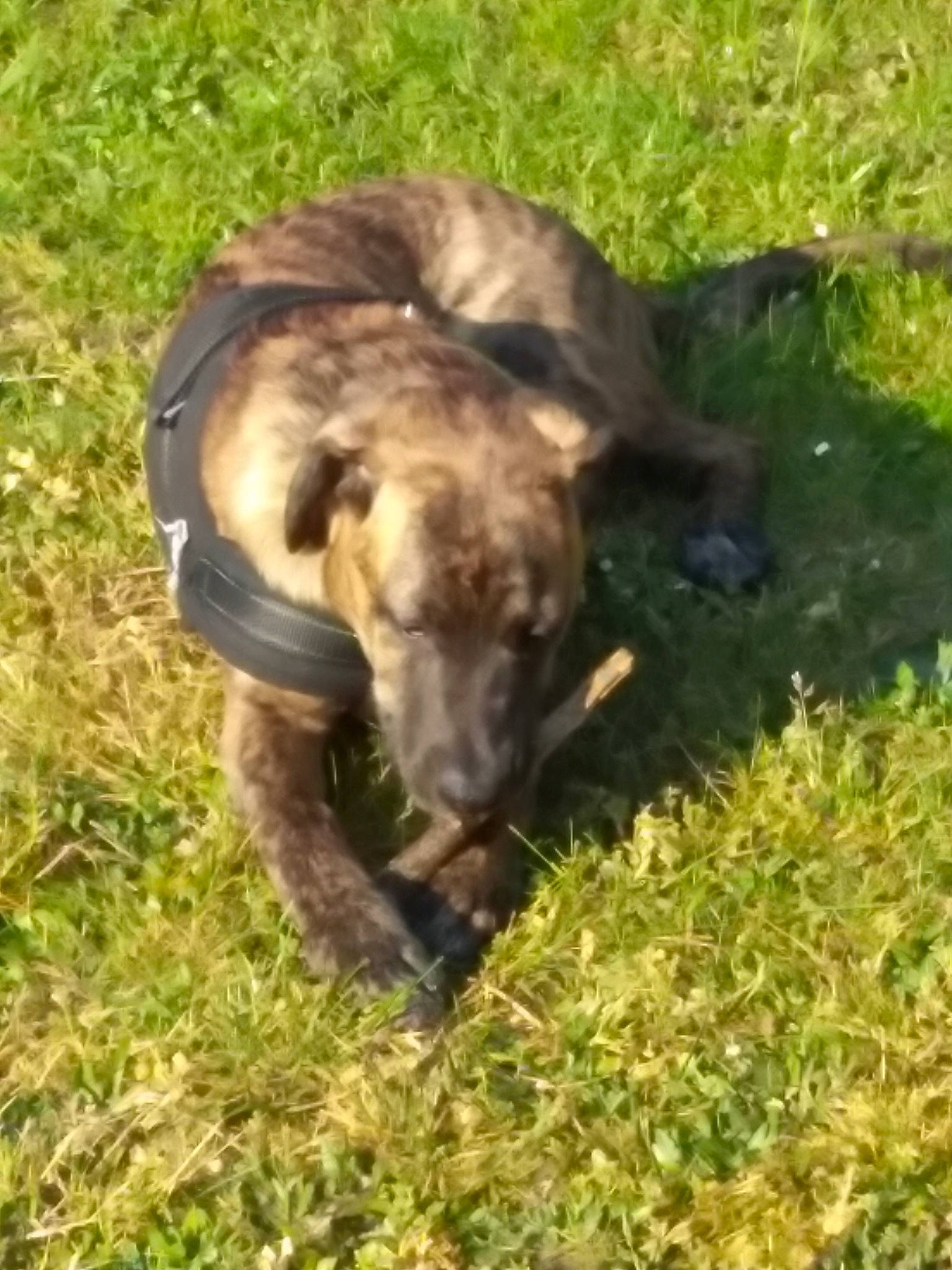 Pilou participe au concours pour gagner de l'argent avec cette photo : canidae, carnivore, cimarron_uruguayo, dog, dog_breed, fila_brasileiro, grass, greyhound, mammal, mountain_cur, plott_hound, snout, sporting_group, vertebrate, working_animal