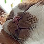 Nuage participe au concours pour gagner de l'argent avec cette photo : cat, close_up, sleeping, whiskers, nose, fur, pet, cozy, relaxed, animal, face, muzzle, soft_light, indoors, resting, cute, feline, peaceful, nap, warm