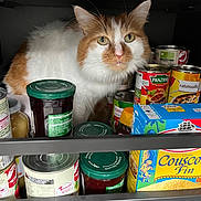 Nuage participe au concours pour gagner de l'argent avec cette photo : cat, orange_and_white, pantry, food_jars, canned_food, shelf, indoor, pet, curious, feline, close_up, furry, domestic_animal, storage, kitchen, container, looking, animal, cute, fur