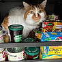 cat, orange_and_white, pantry, food_jars, canned_food, shelf, indoor, pet, curious, feline, close_up, furry, domestic_animal, storage, kitchen, container, looking, animal, cute, fur