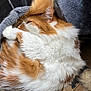 Nuage a rejoint le concours — aidez-le/la à gagner de superbes lots ! cat, fluffy, orange_and_white, curled_up, cozy, blanket, soft, fur, pet, indoor, resting, sleepy, cute, animal, whiskers, paw, relaxed, mammal, domestic, feline