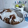 cat, bathroom, sink, toothbrush, toothpaste, tile_wall, orange_and_white, pet, curious, feline, whiskers, domestic_animal, cozy, indoor, resting, cute, closeup, household, cleaning, relaxed