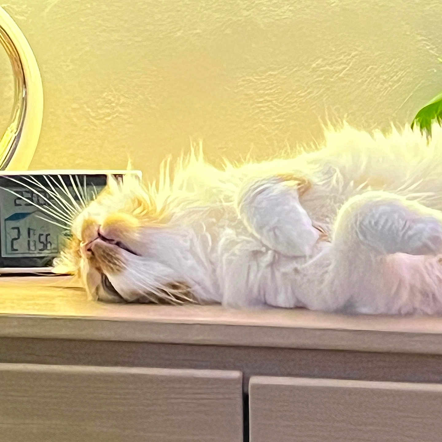 Nuage participe au concours pour gagner de l'argent avec cette photo : animal, cat, clock, closeup, cozy, cute, domestic_animal, feline, fluffy, fur, indoor, lying_down, mammal, pet, relaxed, resting, sleeping, whiskers, wooden_surface, yellow_wall