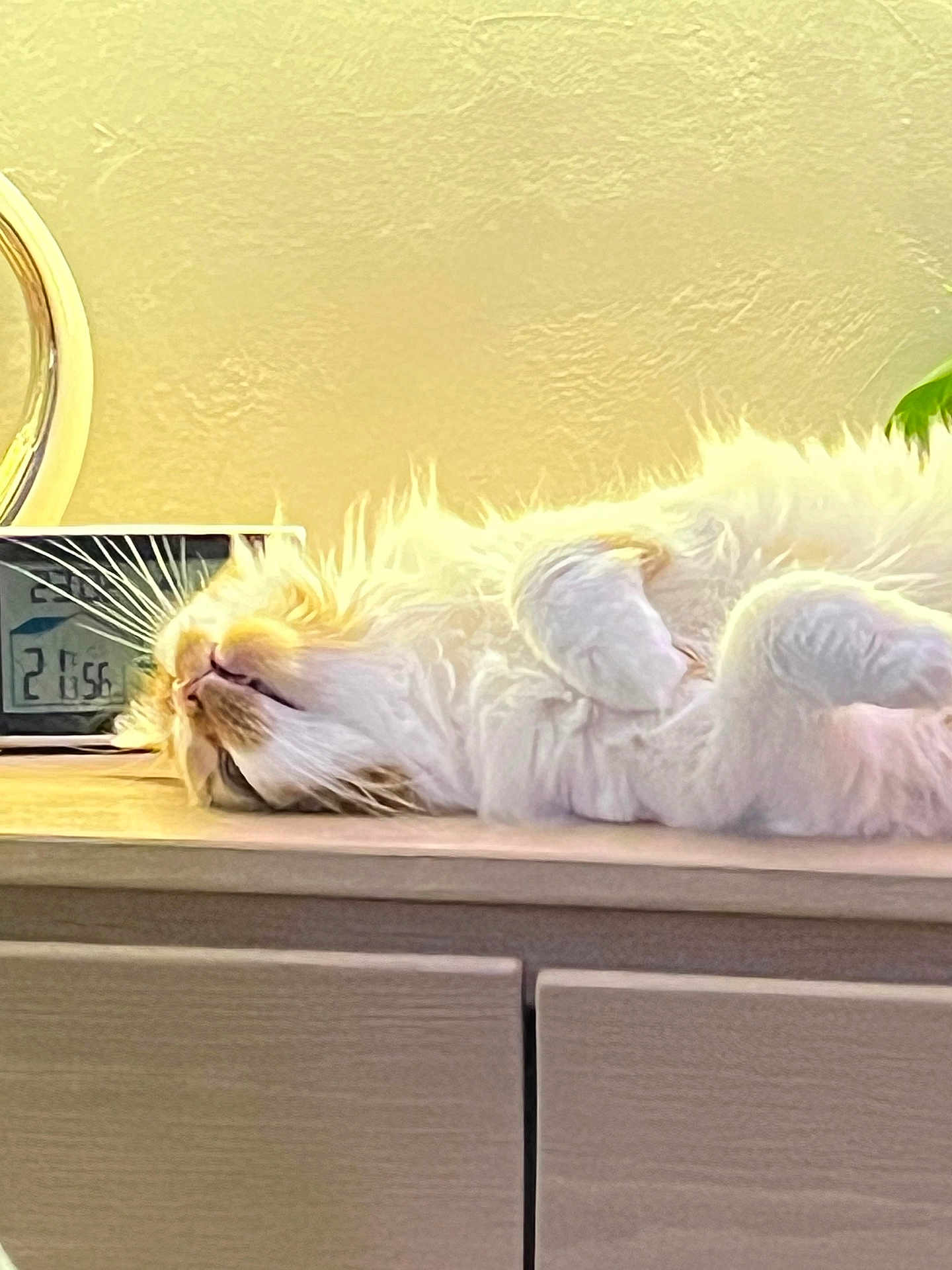 Nuage participe au concours pour gagner de l'argent avec cette photo : cat, fluffy, relaxed, lying_down, indoor, wooden_surface, clock, yellow_wall, pet, whiskers, sleeping, feline, cute, fur, domestic_animal, resting, cozy, closeup, mammal, animal