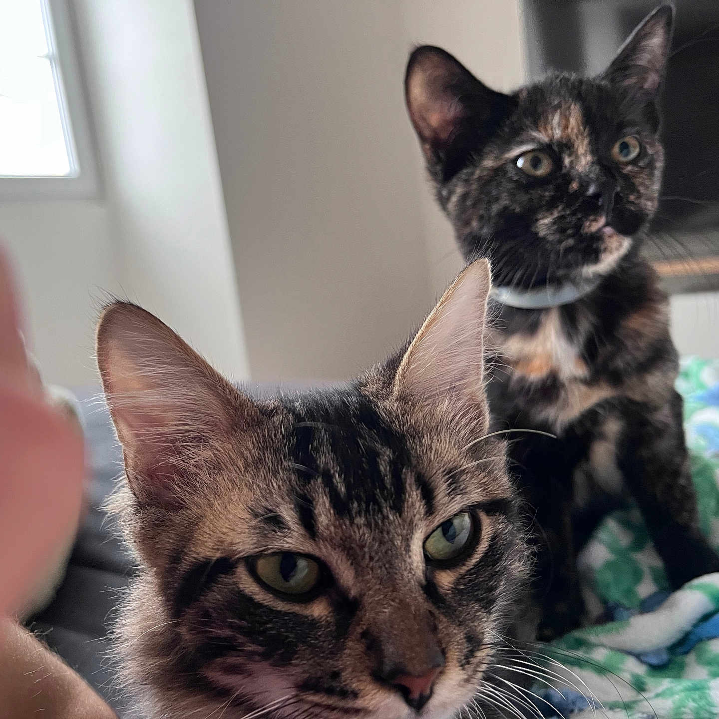 Opale a rejoint le concours — aidez-le/la à gagner de superbes lots ! abyssinian, animal, bed, bedroom, bodypart, brasssection, cat, couch, finger, furniture, hand, horn, indoors, kitten, manx, musicalinstrument, person, pet, room, siamese