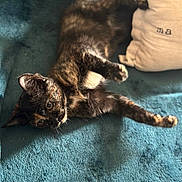 Opale a rejoint le concours — aidez-le/la à gagner de superbes lots ! abyssinian, animal, blanket, brasssection, cat, couch, cushion, furniture, hardwood, homedecor, horn, kitten, manx, musicalinstrument, person, pet, pillow, sleeping, stainedwood, wood