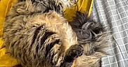 Anouki a rejoint le concours — aidez-le/la à gagner de superbes lots ! cat, cats, feline, fluffy, long_hair, tabby, brown_cat, gray_cat, sleeping, cuddling, lying_down, bed, bedding, blanket, checkered, yellow_fabric, stuffed_toy, indoor, cozy, pet