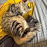 cat, cats, feline, fluffy, long_hair, tabby, brown_cat, gray_cat, sleeping, cuddling, lying_down, bed, bedding, blanket, checkered, yellow_fabric, stuffed_toy, indoor, cozy, pet