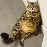 cat, tabby, fluffy, fur, pet, animal, collar, bell, indoors, floor, wood_floor, wall, corner, sitting, lounging, portrait, whiskers, ears, green_eyes, funny_pose
