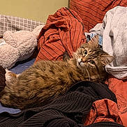 Anouki participe au concours pour gagner de l'argent avec cette photo : cat, tabby, fluffy, long_hair, pet, animal, feline, lying_down, relaxed, portrait, wide_eyes, whiskers, ears, fur, bed, blankets, bedroom, cozy, indoor, textile
