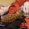 cat, tabby, fluffy, long_hair, pet, animal, feline, lying_down, relaxed, portrait, wide_eyes, whiskers, ears, fur, bed, blankets, bedroom, cozy, indoor, textile