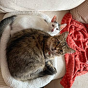 Mokha a rejoint le concours — aidez-le/la à gagner de superbes lots ! animal, bedding, blanket, cats, closeup, couch, cozy, feline, gray_cat, home, indoors, pet_bed, pets, portrait, red_blanket, resting, sleeping, tabby_cat, two_cats, white_cat