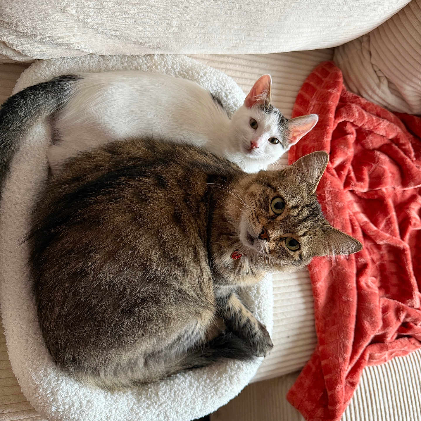 Mokha a rejoint le concours — aidez-le/la à gagner de superbes lots ! animal, bedding, blanket, cats, closeup, couch, cozy, feline, gray_cat, home, indoors, pet_bed, pets, portrait, red_blanket, resting, sleeping, tabby_cat, two_cats, white_cat
