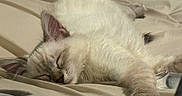 Salt joined the competition — help win amazing prizes! cat, sleeping, fluffy, white_fur, long_hair, pet, animal, bed, blanket, indoors, relaxed, resting, closed_eyes, paws, whiskers, ears, portrait, cozy, bedding, nap