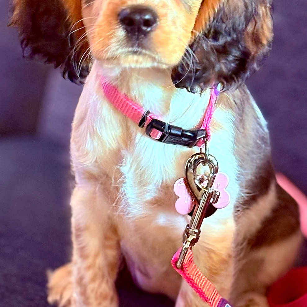 Bella